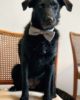 Schwarzer Hund mit Hundehalsband mit Fliege in Glencheck Stoff