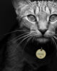Auf dem Foto ist eine getiegerte Katze mit goldener Katzenmarke mit Namen zu sehen