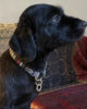 Auf dem Foto ist ein schwarzer Hund mit Halsband im Ethno Stil zu sehen